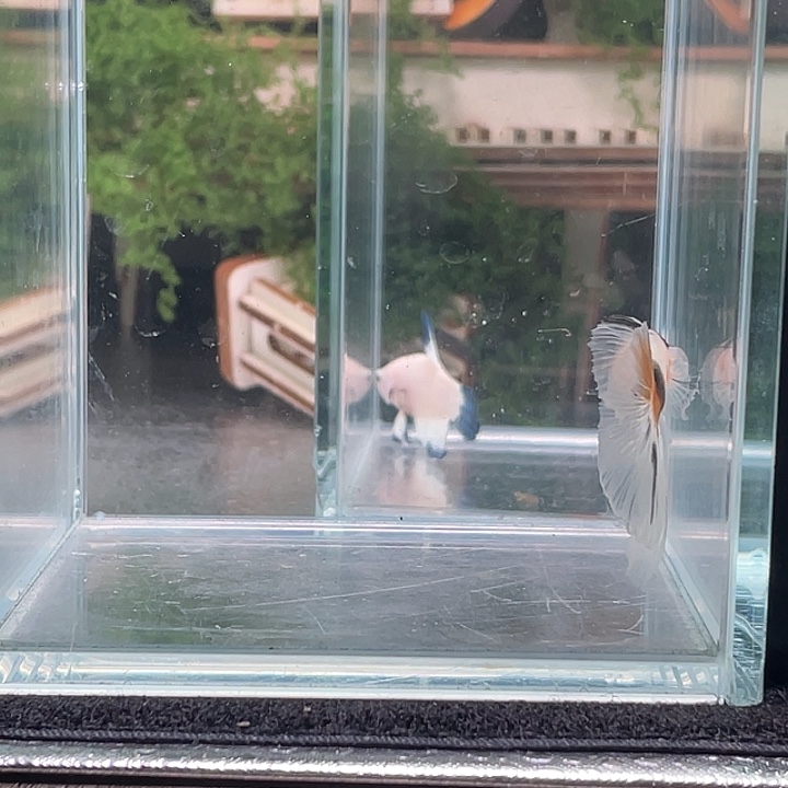 斗鱼听风观赏斗鱼