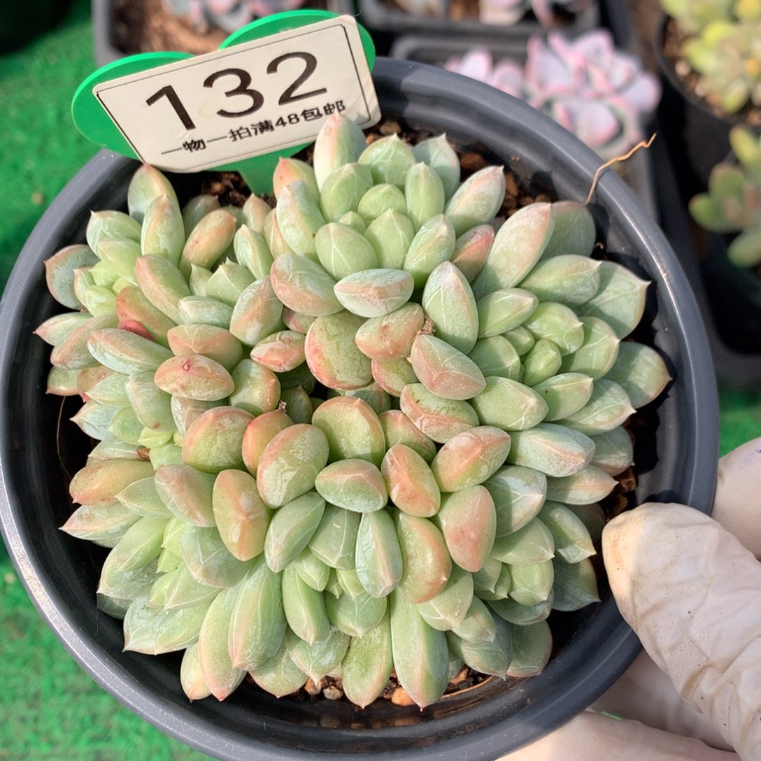 百达翡翠无砍平头132