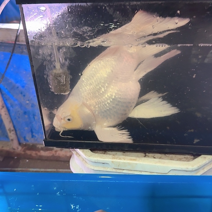 欢***好海水鱼蝴蝶鲤包邮110