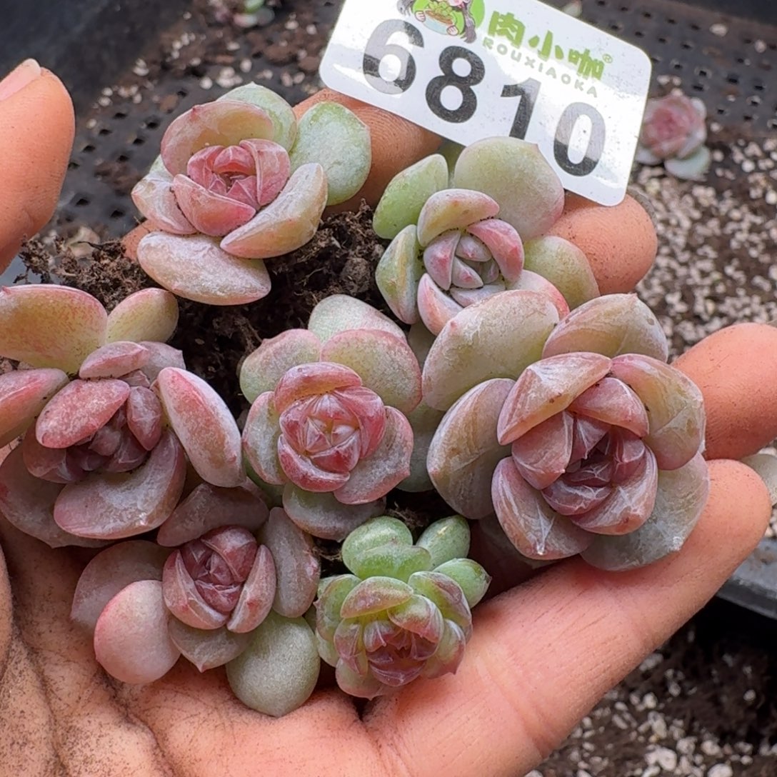 多肉植物多肉植物