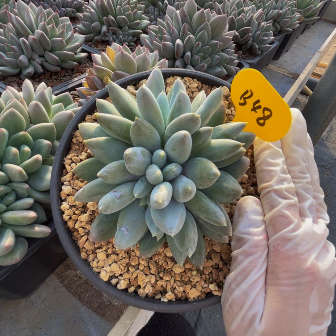 b48哥特萝莉呀呀呀