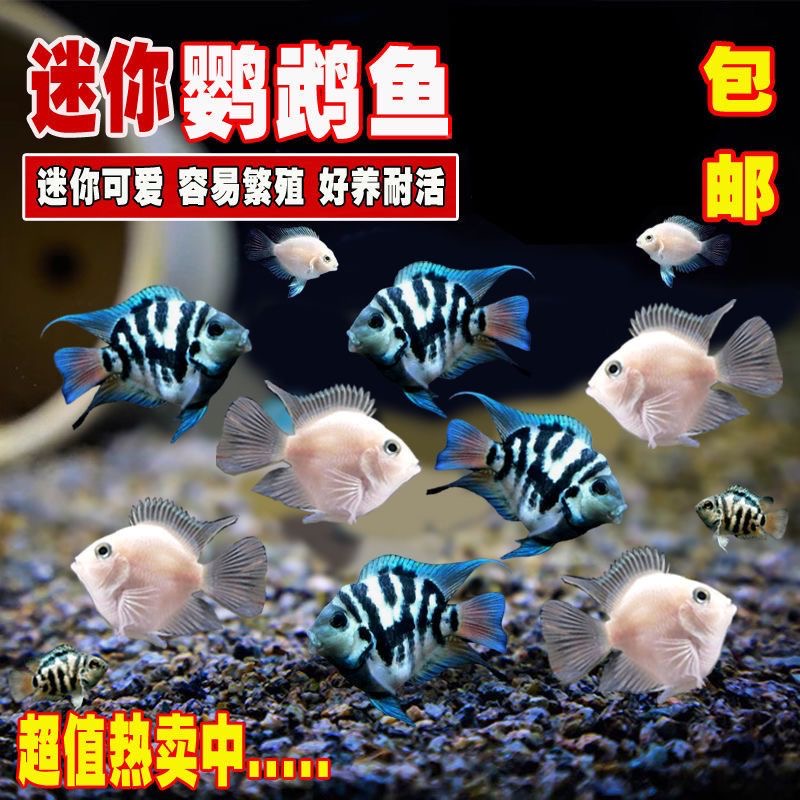 精品迷你鹦鹉鱼白金宝蓝胭脂粉淡水鱼热带观赏鱼好养耐活易繁殖