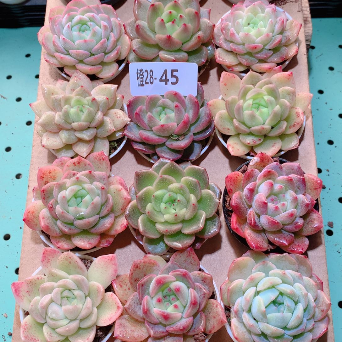 28-45一物一拍多肉带盆18颗