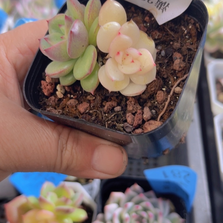 三文鱼锦多肉植物488