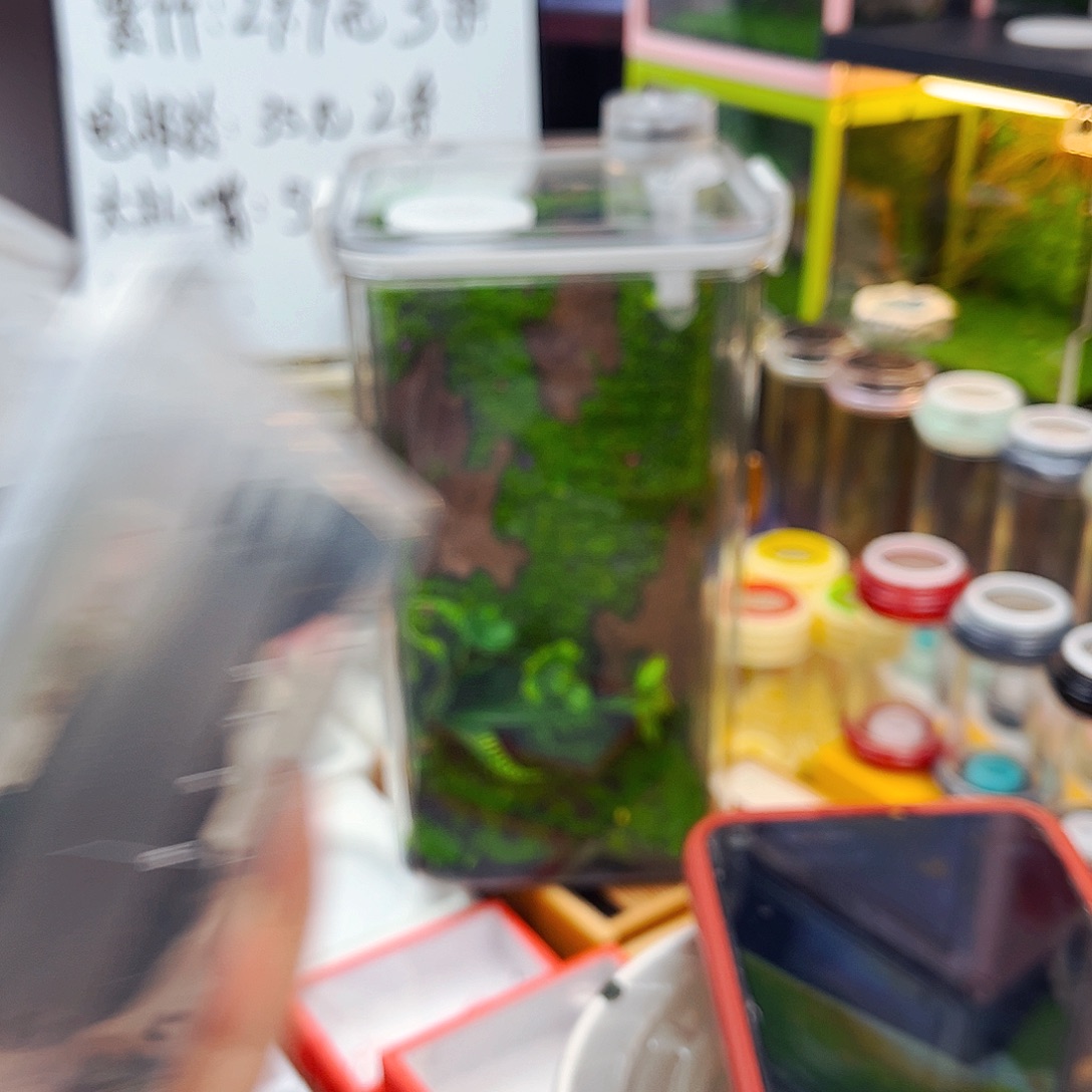 2素贝1冠脉微瑕哈哈哈