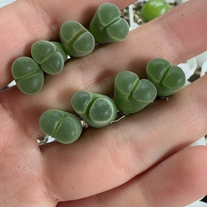 老马生石花极窗风铃2118