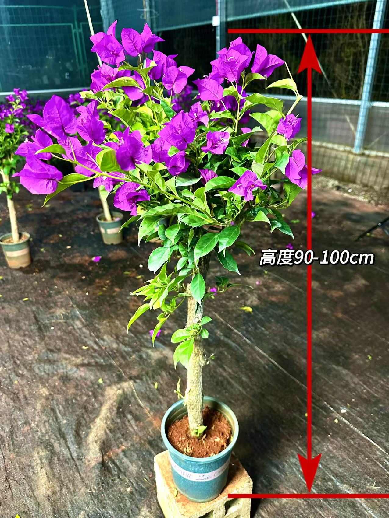 云南紫盆栽原盆原土修剪发货 适合阳台庭院种植