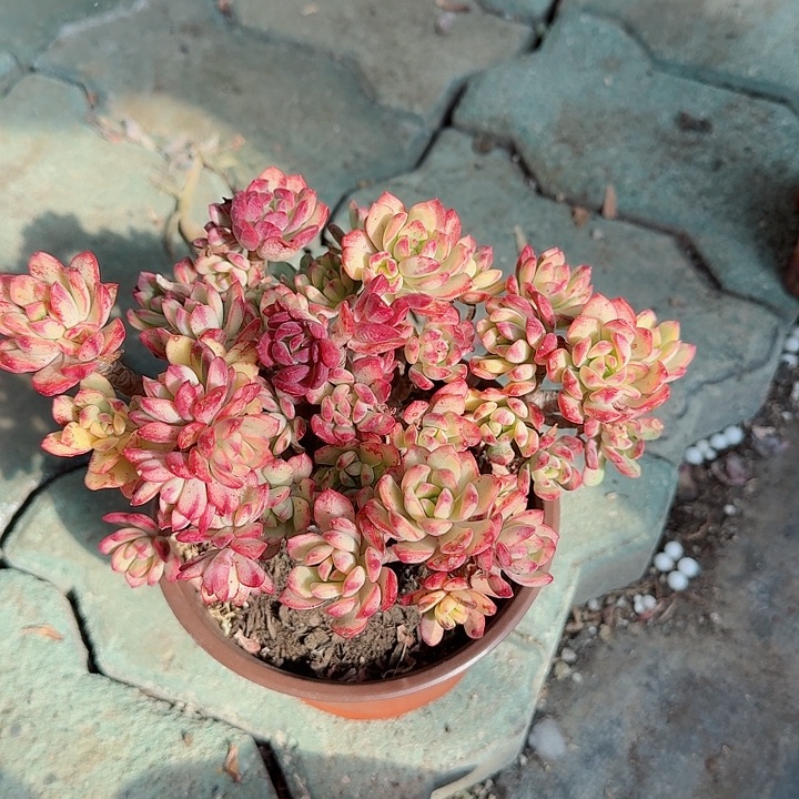 小叮当锦大号多肉植物