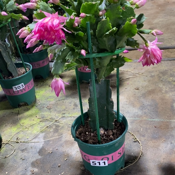 大部分花苞少量开放樱*511嫁接073