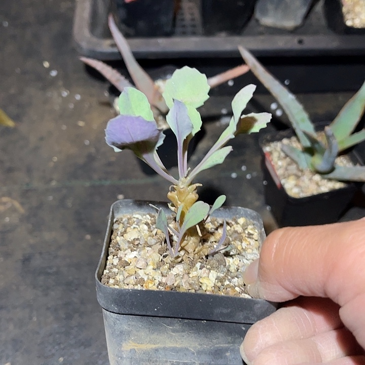 满38包邮，年后脱土晾根发货多肉