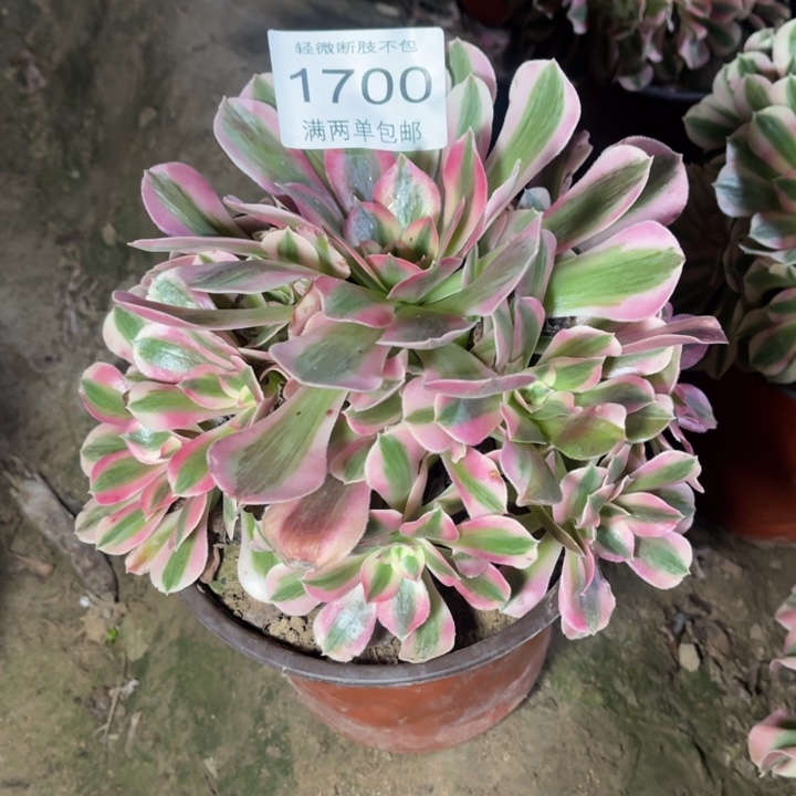 1700女巫的人多肉的人