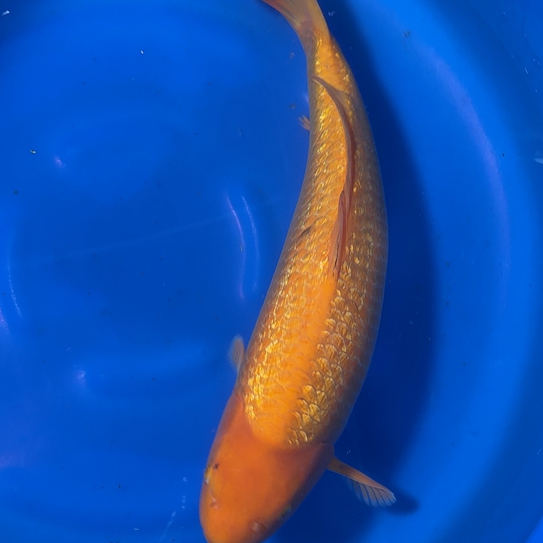 海水鱼爱屋银麟介子