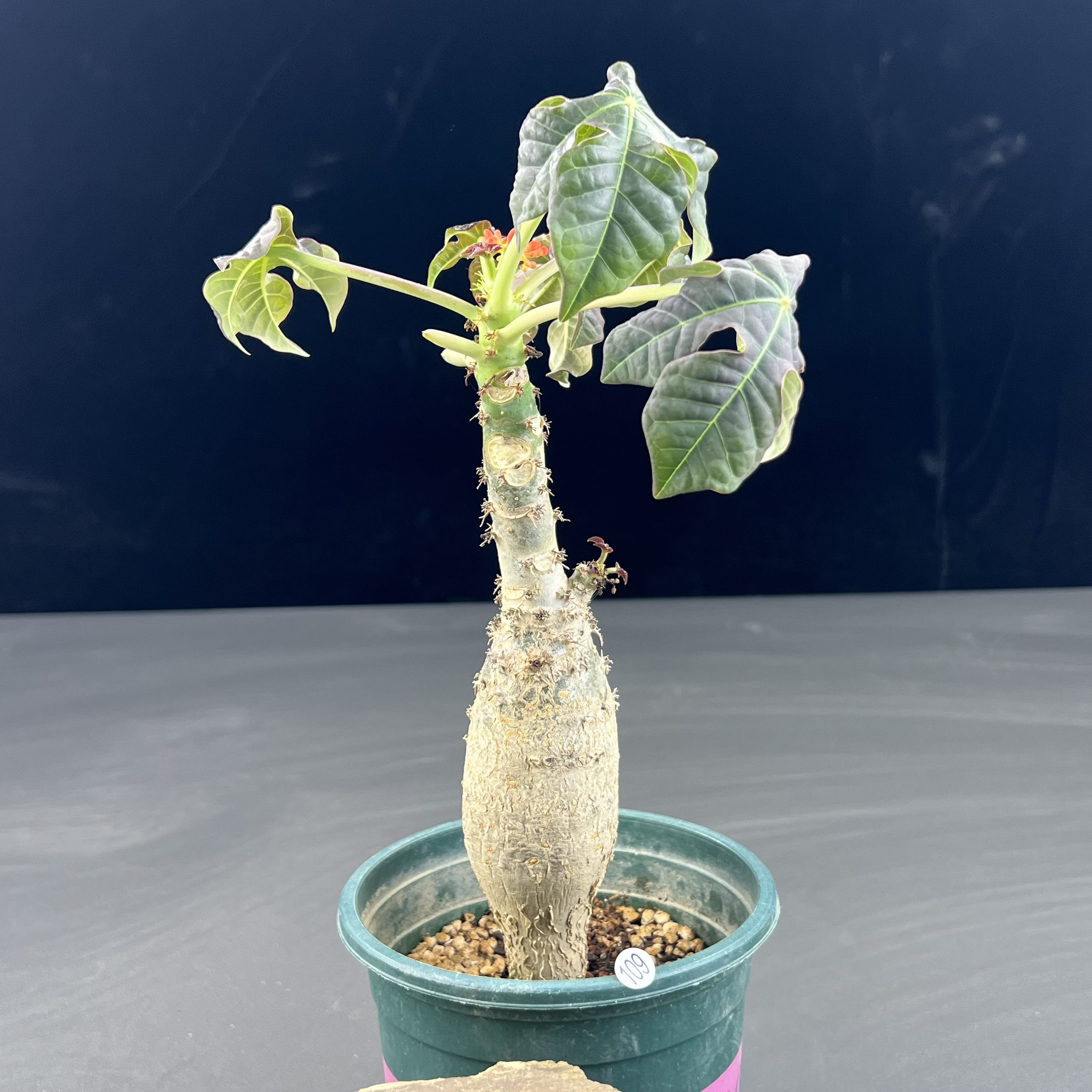 佛肚海棠一物一拍