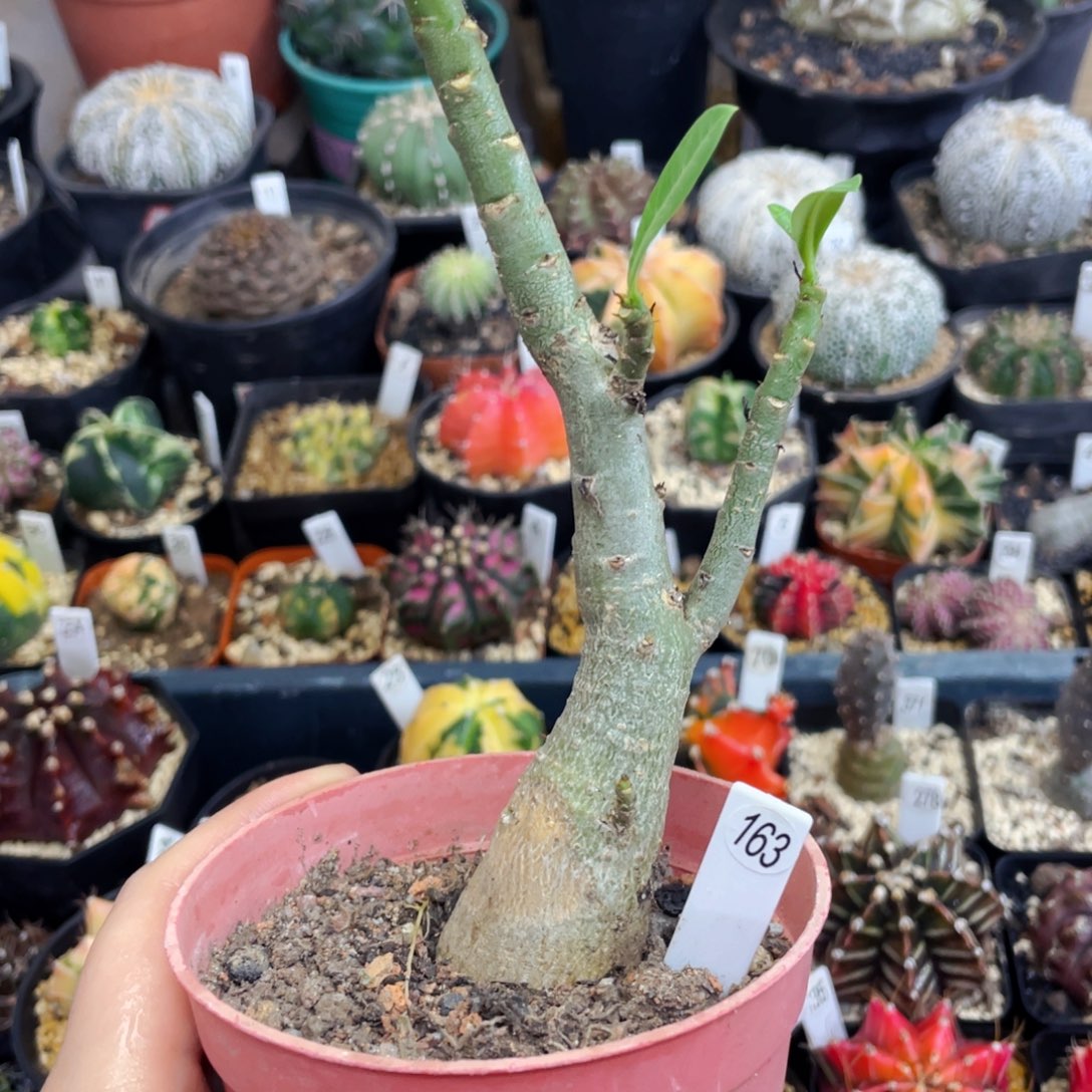 沙漠玫瑰盆5公分满25包邮裸根发货