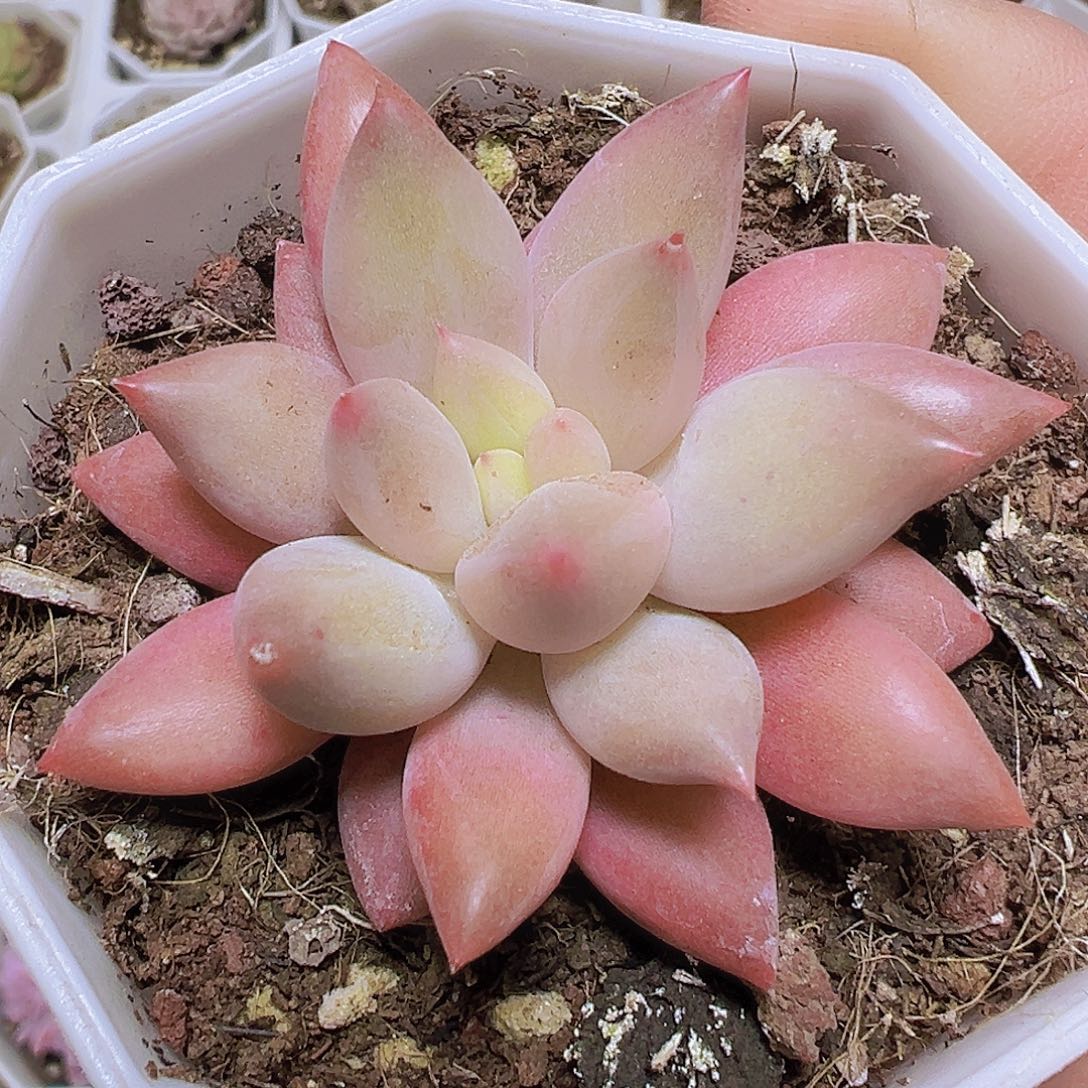 单头水晶球19包邮多肉