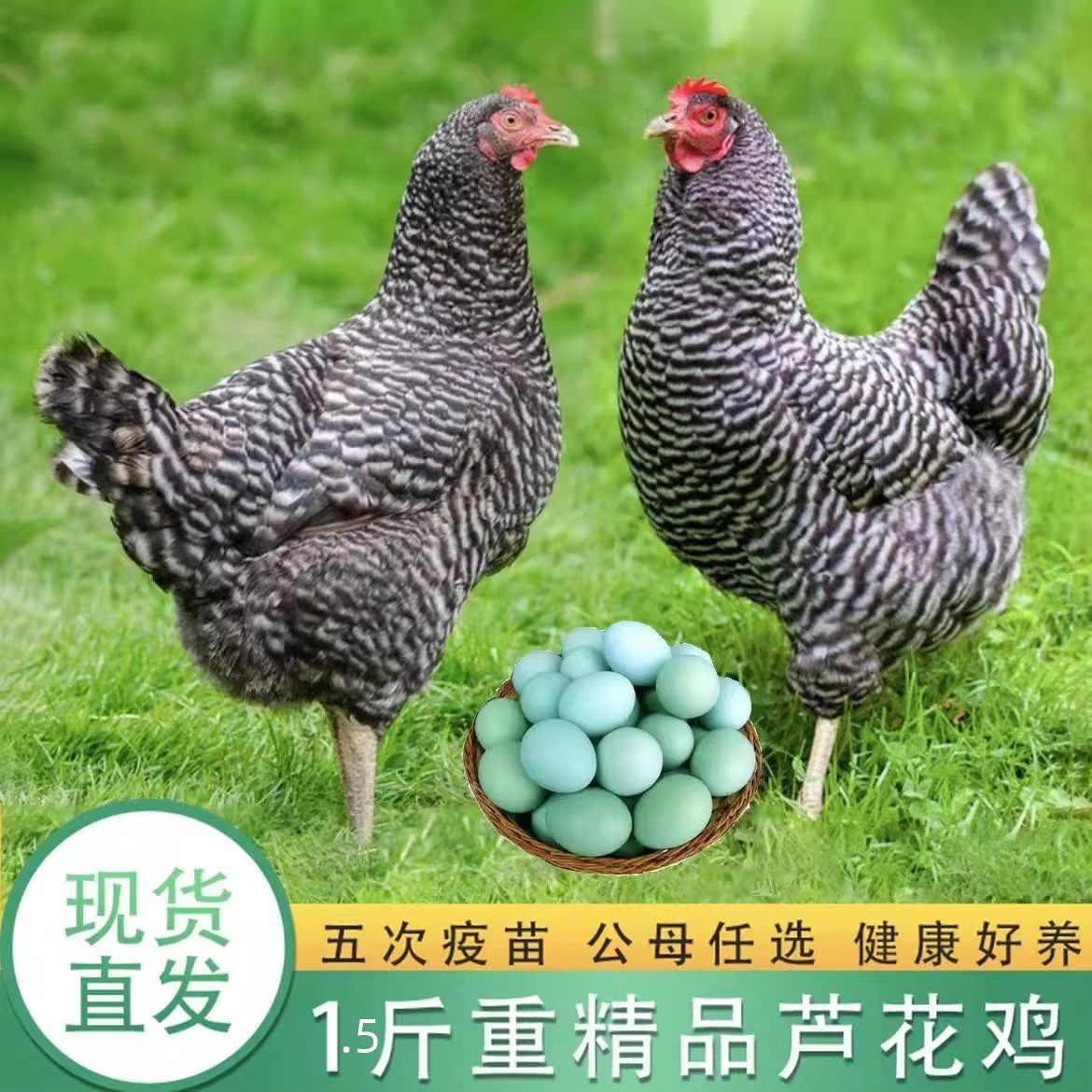 1.5斤宠物鸡 芦花鸡绿壳蛋鸡包成活顺丰发货