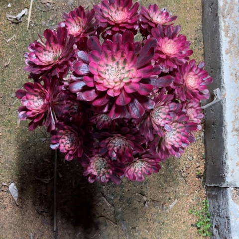 多肉植物红铜白锦。