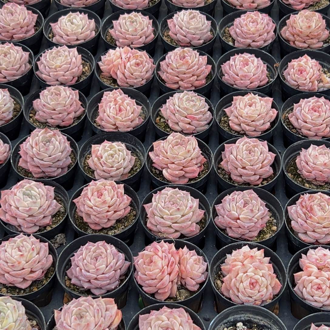 018多肉葡萄的味道是真的很