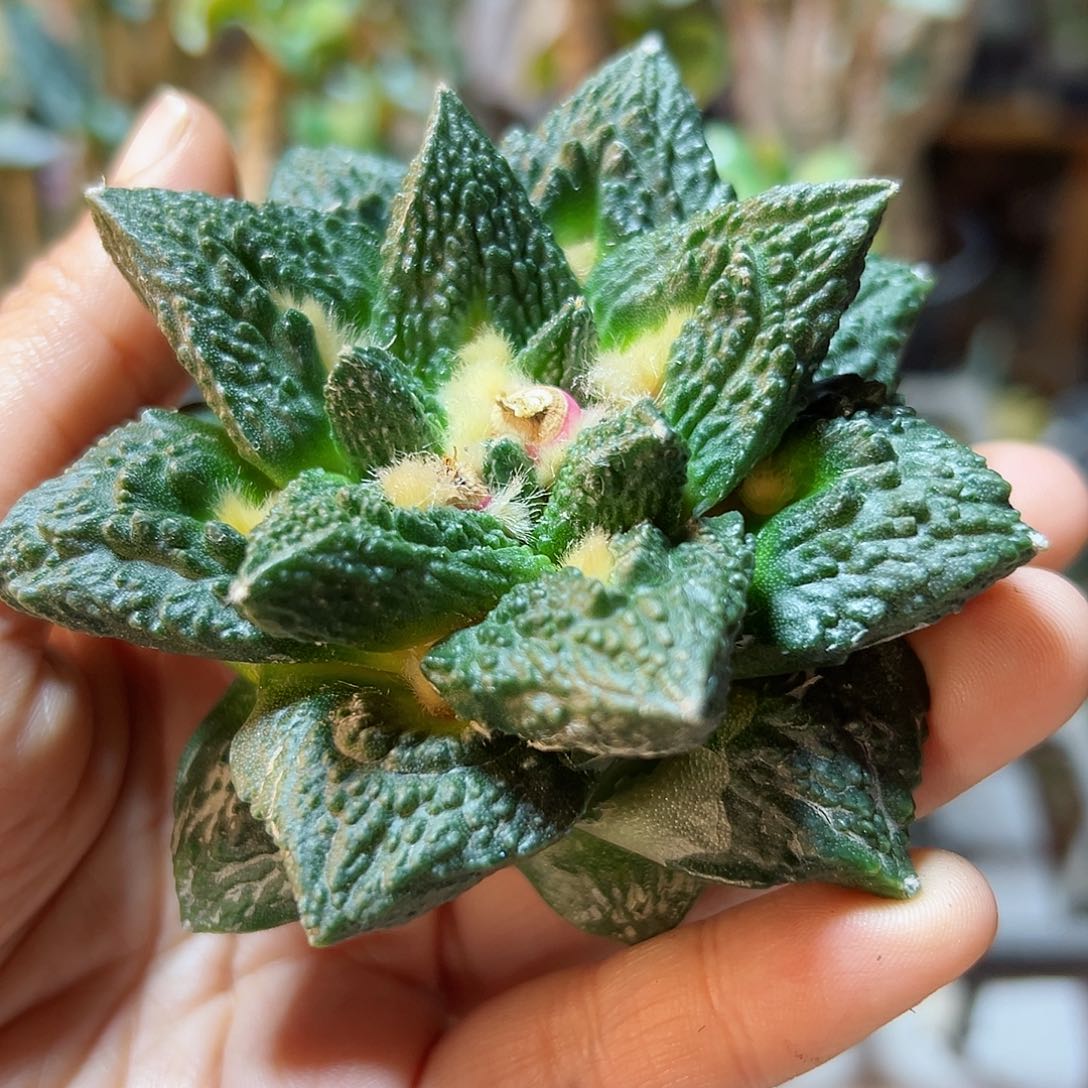 晚2号辛盾龙角牡丹无根8公分