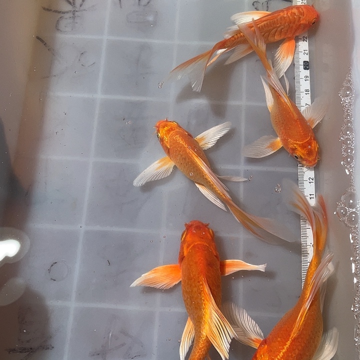 蝴蝶鲤鱼渔场直发14