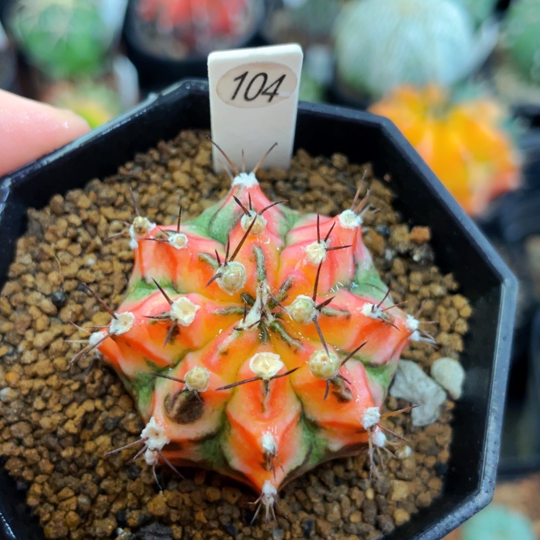 花蝴蝶盆5公分满25包邮裸根发货
