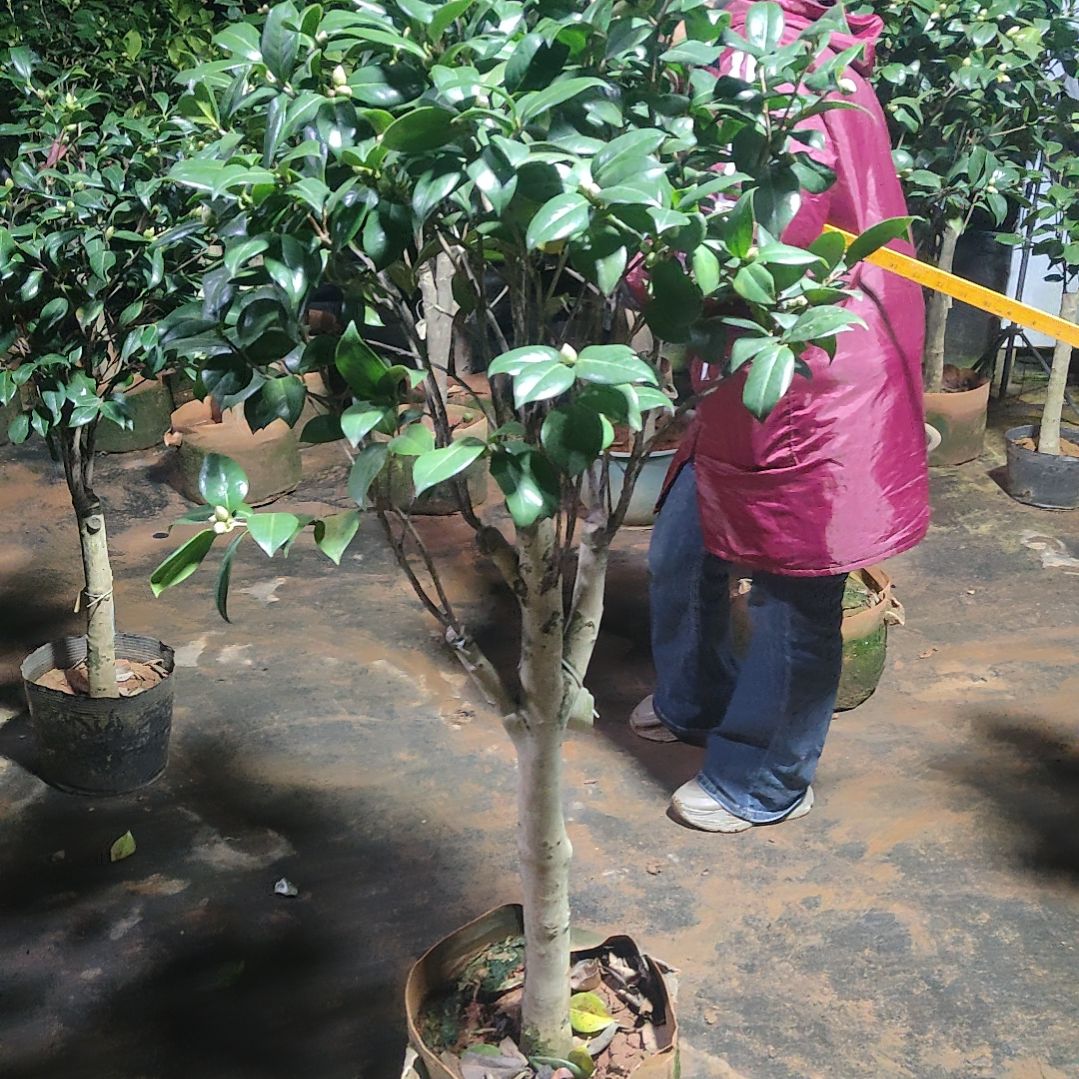 全部花苞乌马克不包邮