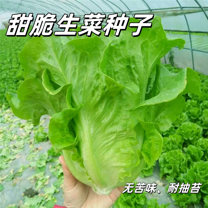 【全店满五包包邮】生菜种子甜脆生菜家庭阳台播种种植蔬菜种籽