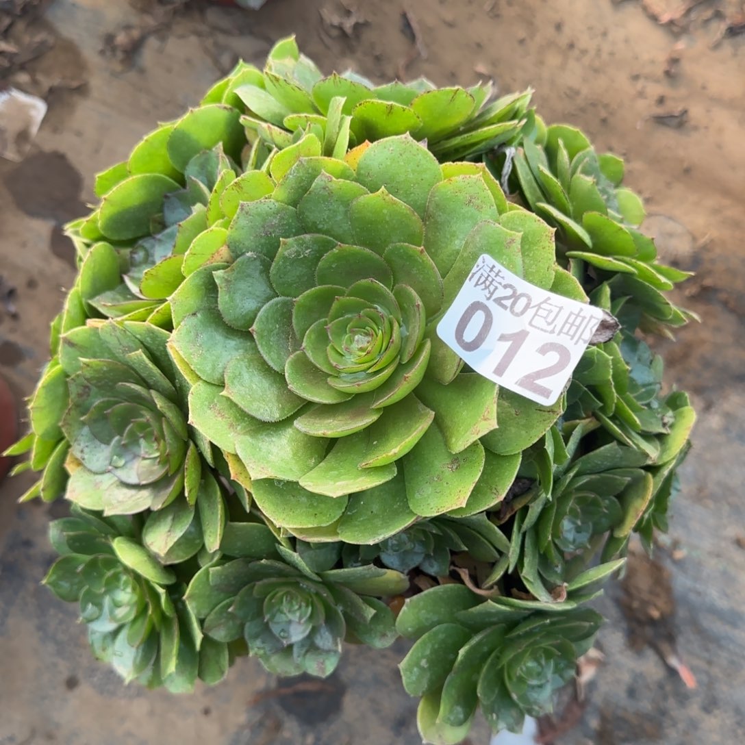 沙拉012满20包邮断枝不包