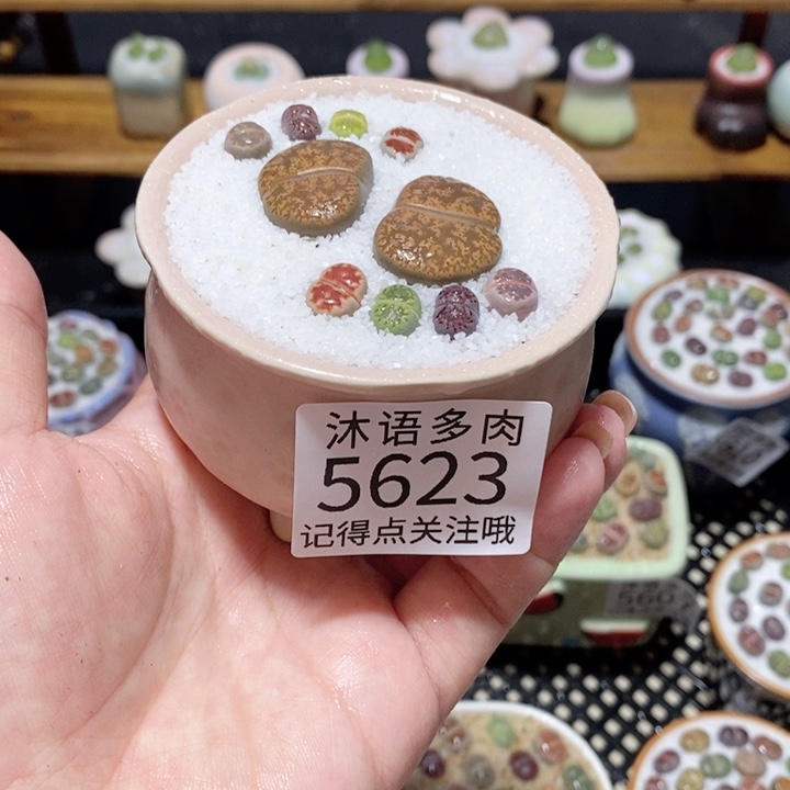 带盆土植物 一物一拍5623