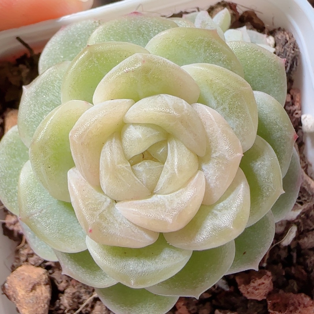 花语多肉1229-38无尽的dog