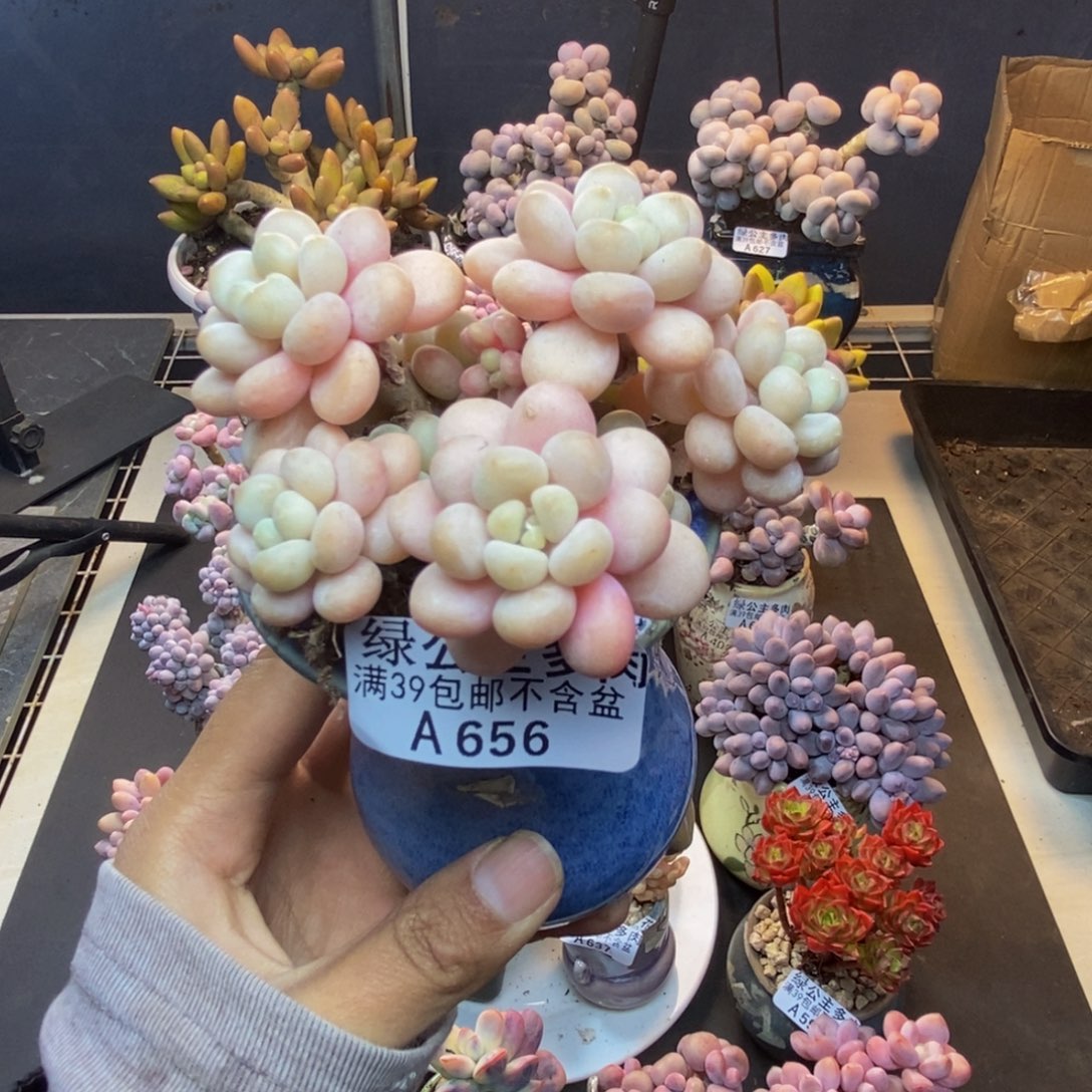 656洛可可多肉7c m