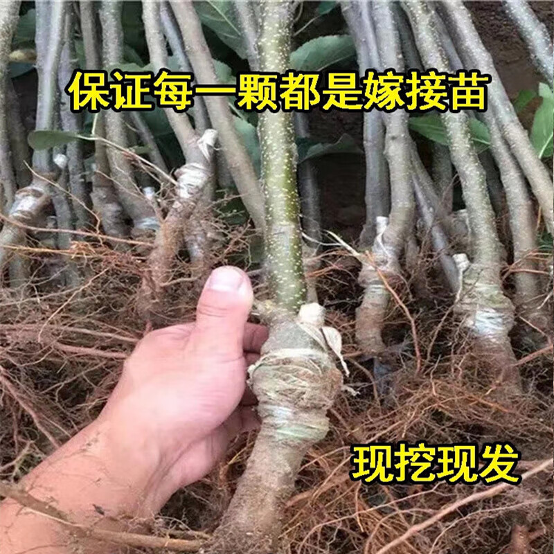 望乡红苹果树苗木耐储运抗病抗寒新品种
