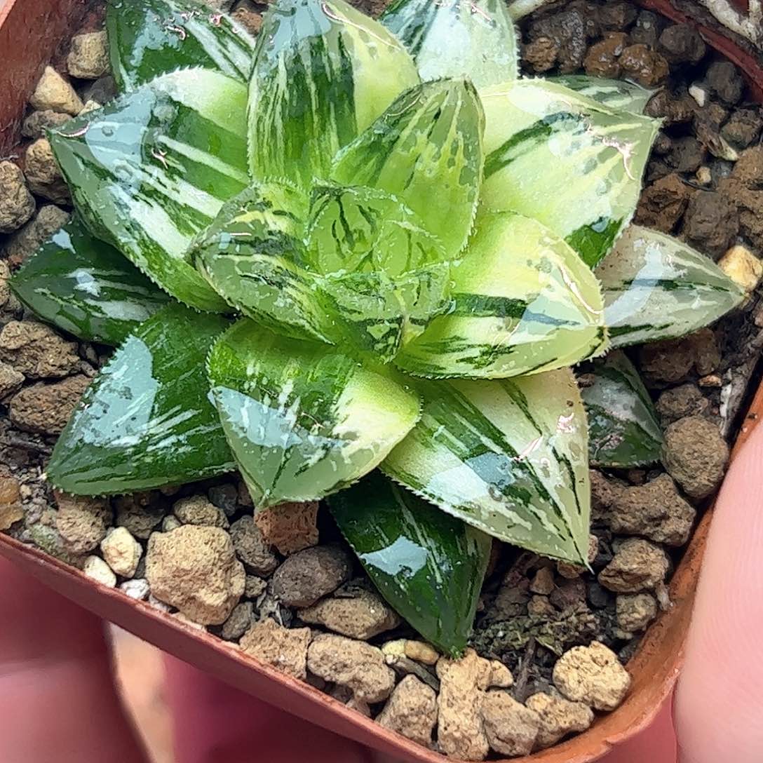 赤富士锦十二卷多肉