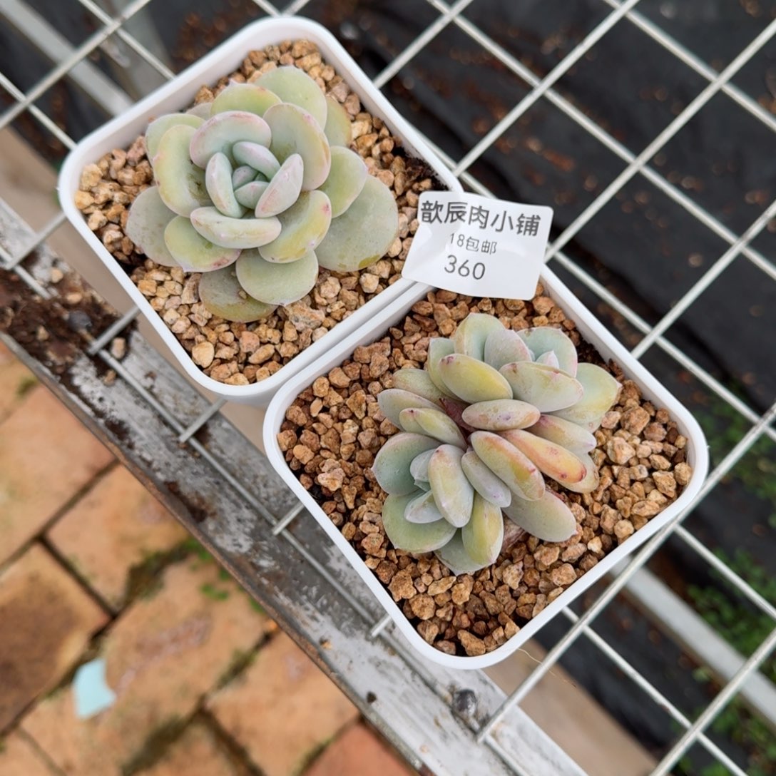 H***i多肉植物奶茶两颗360