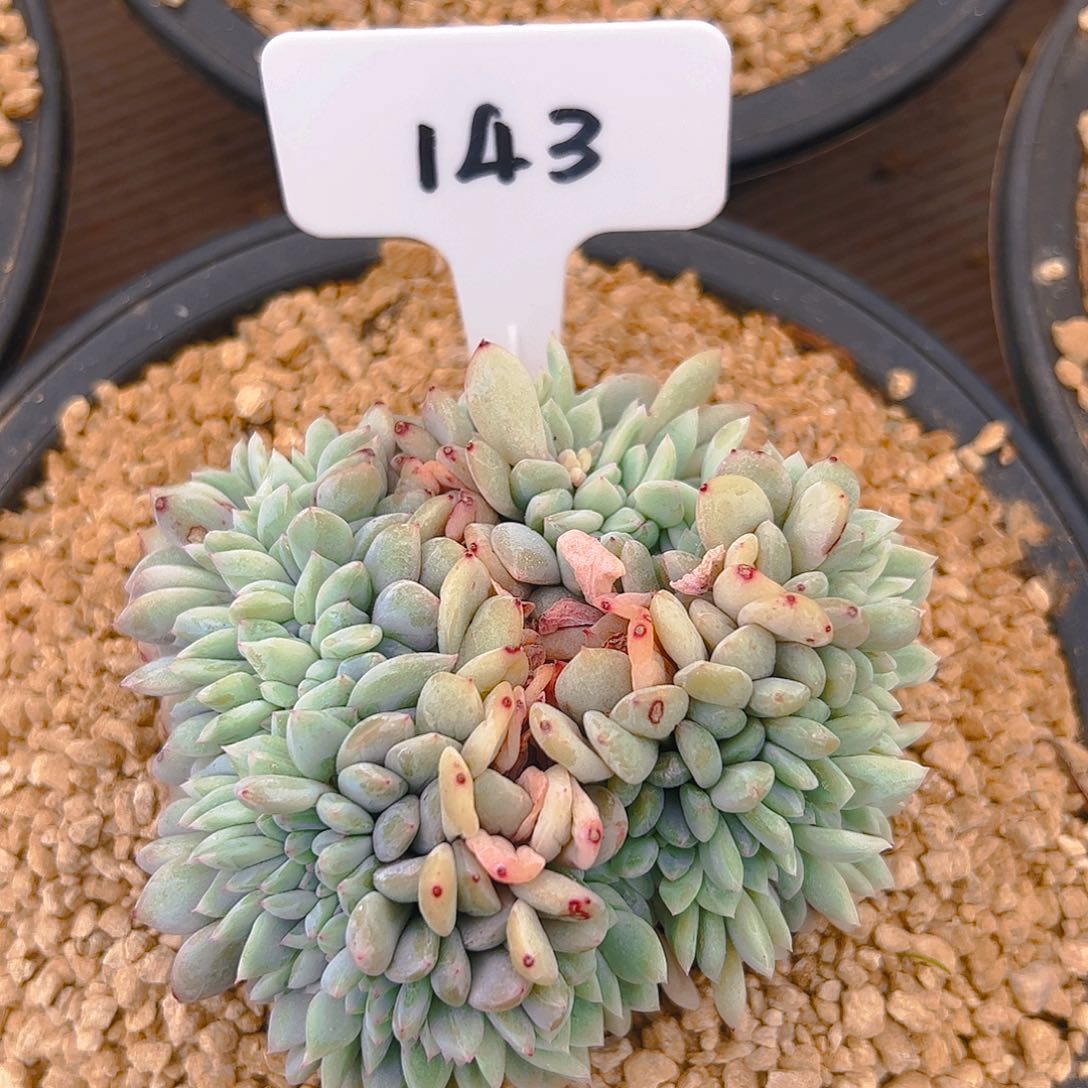 星影缀143号一物一拍