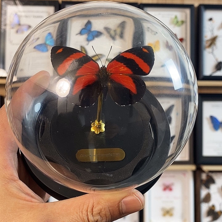 木裕后图蛱蝶玻璃罩