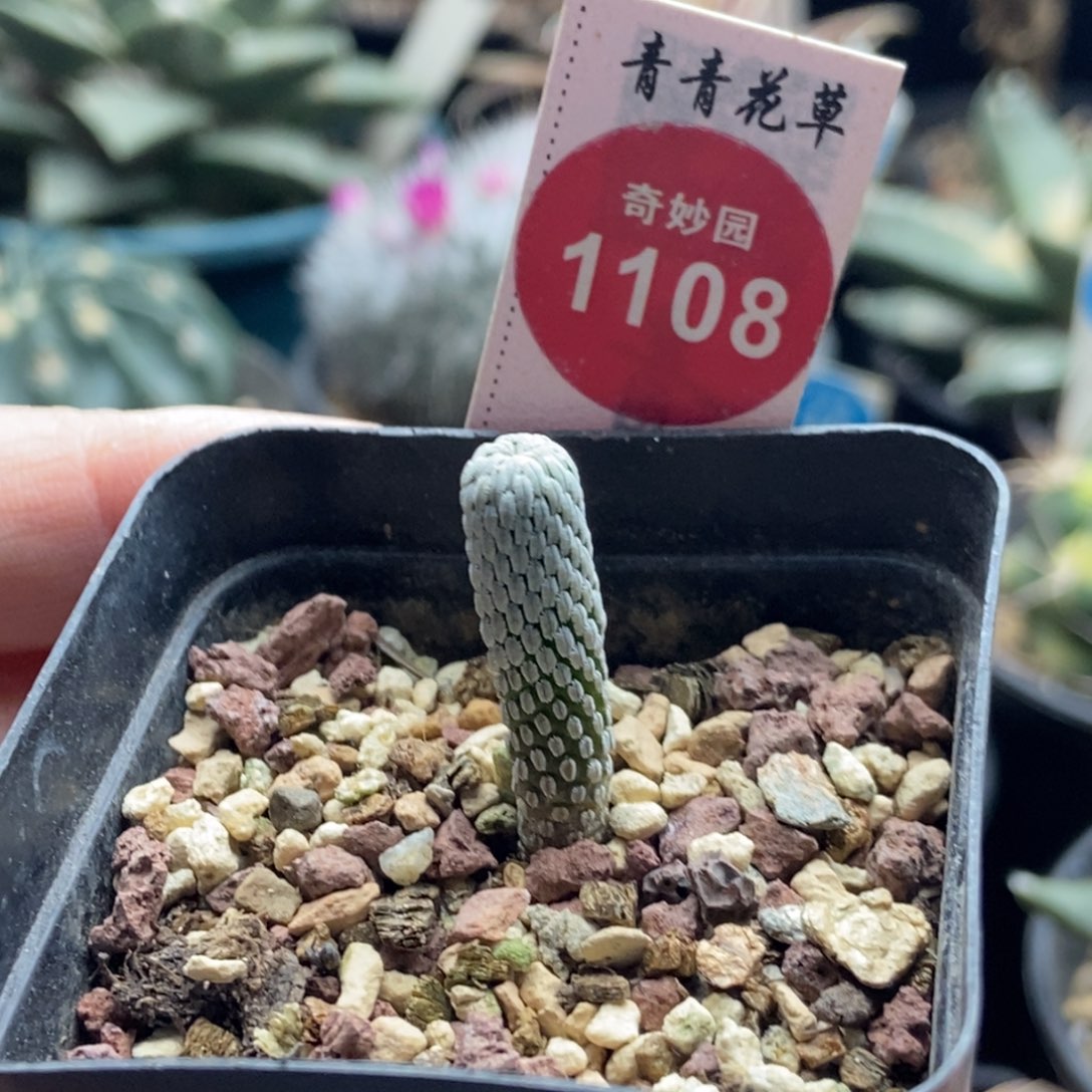 实生精巧丸一颗仙人球