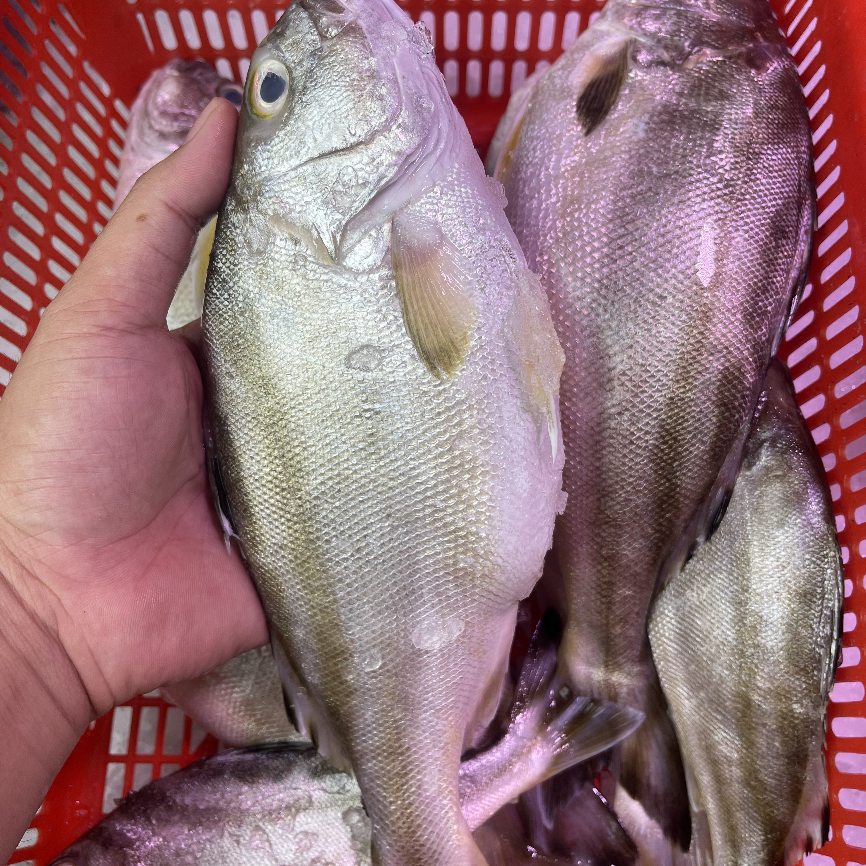 【当天捕捞】广东湛江天然海鲜三线鱼斑猪鱼