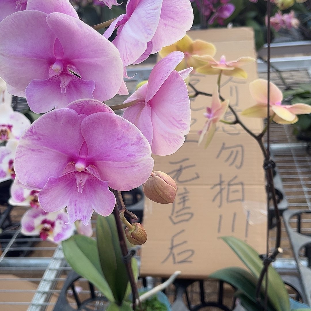 小***‍完全开放蝴蝶兰2个 不售后