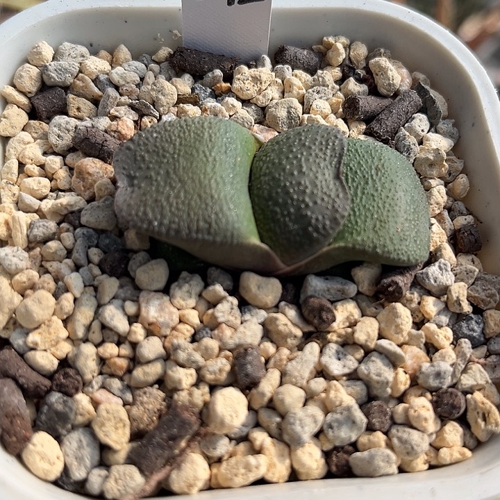 212脱土发货111111111