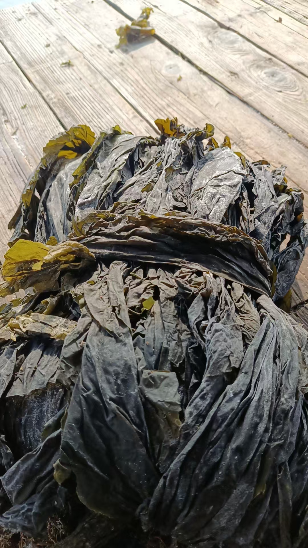 福建湄洲湾南北岸干海带日晒整条爽脆干净可煲汤凉拌