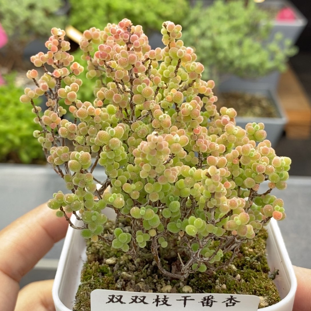 731蜜橘。             