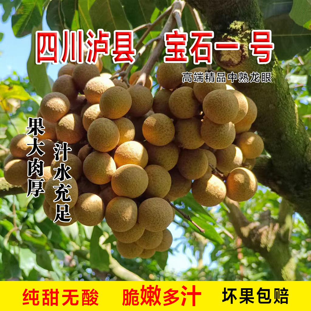 【顺丰专享】5斤装（优质大果）泸县优质龙眼宝号一号当季新品