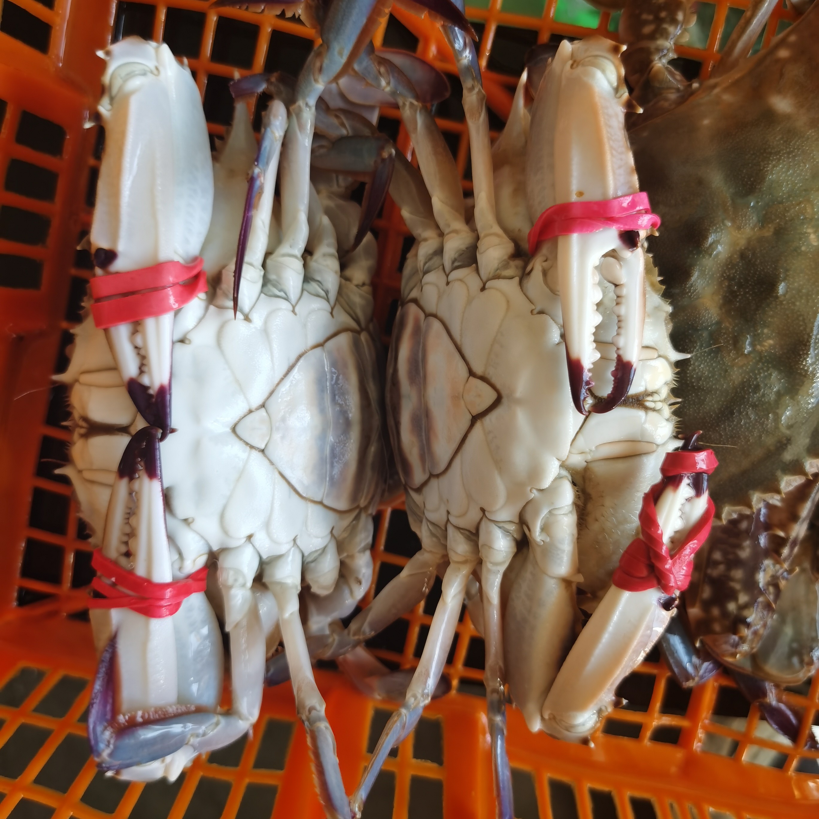 鲜活莱州本地花刺肉母蟹（>4两）满膏满肉【保鲜不保活】6只总重2.4斤