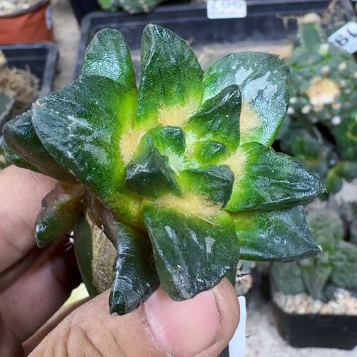 福利苗接龙角051