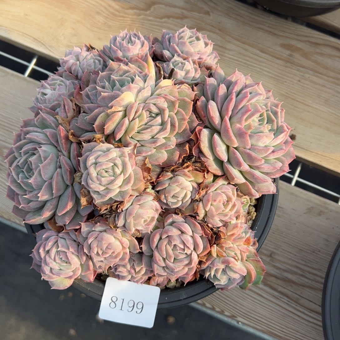 米*丫8199多肉多多多多多