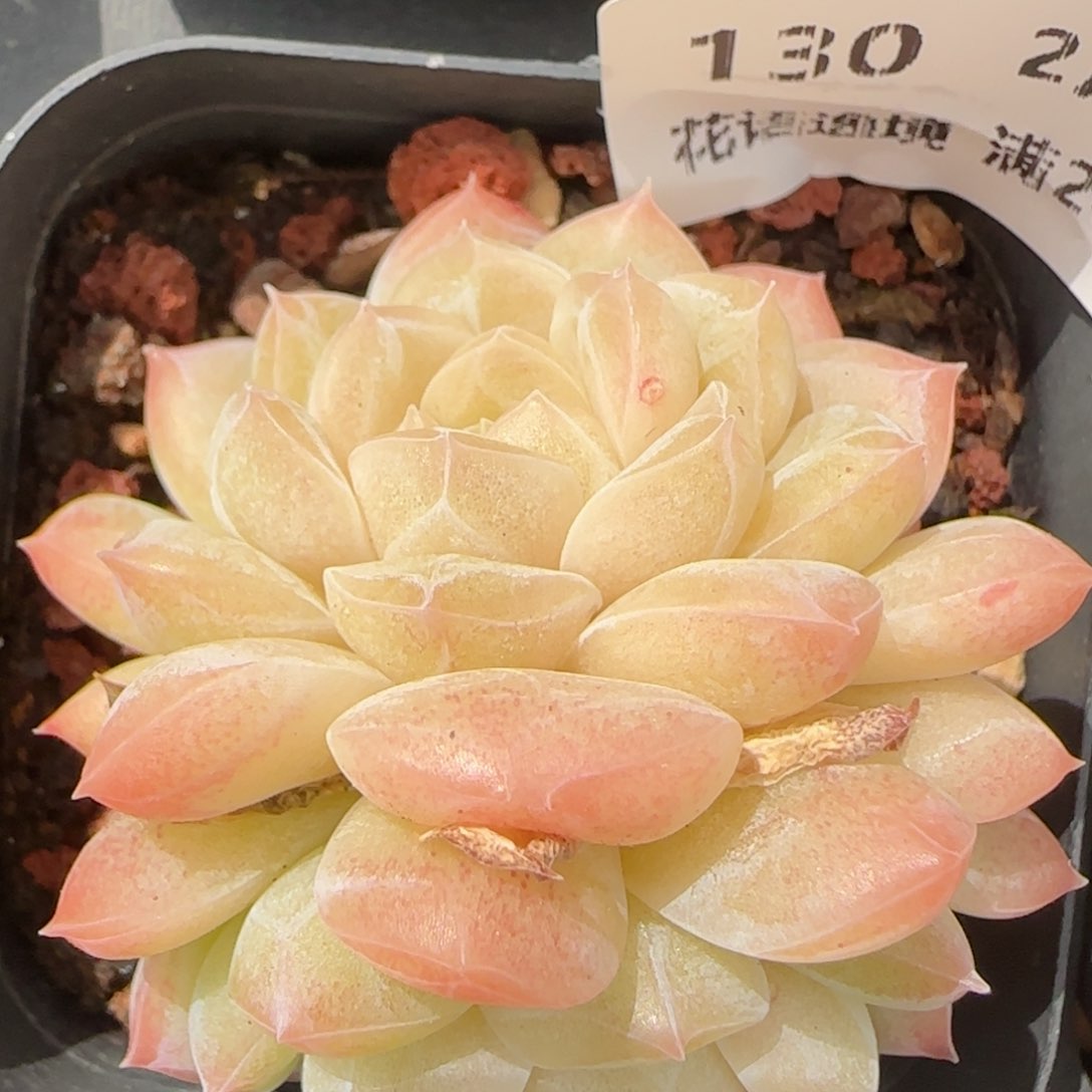 花语逸镜0215-130