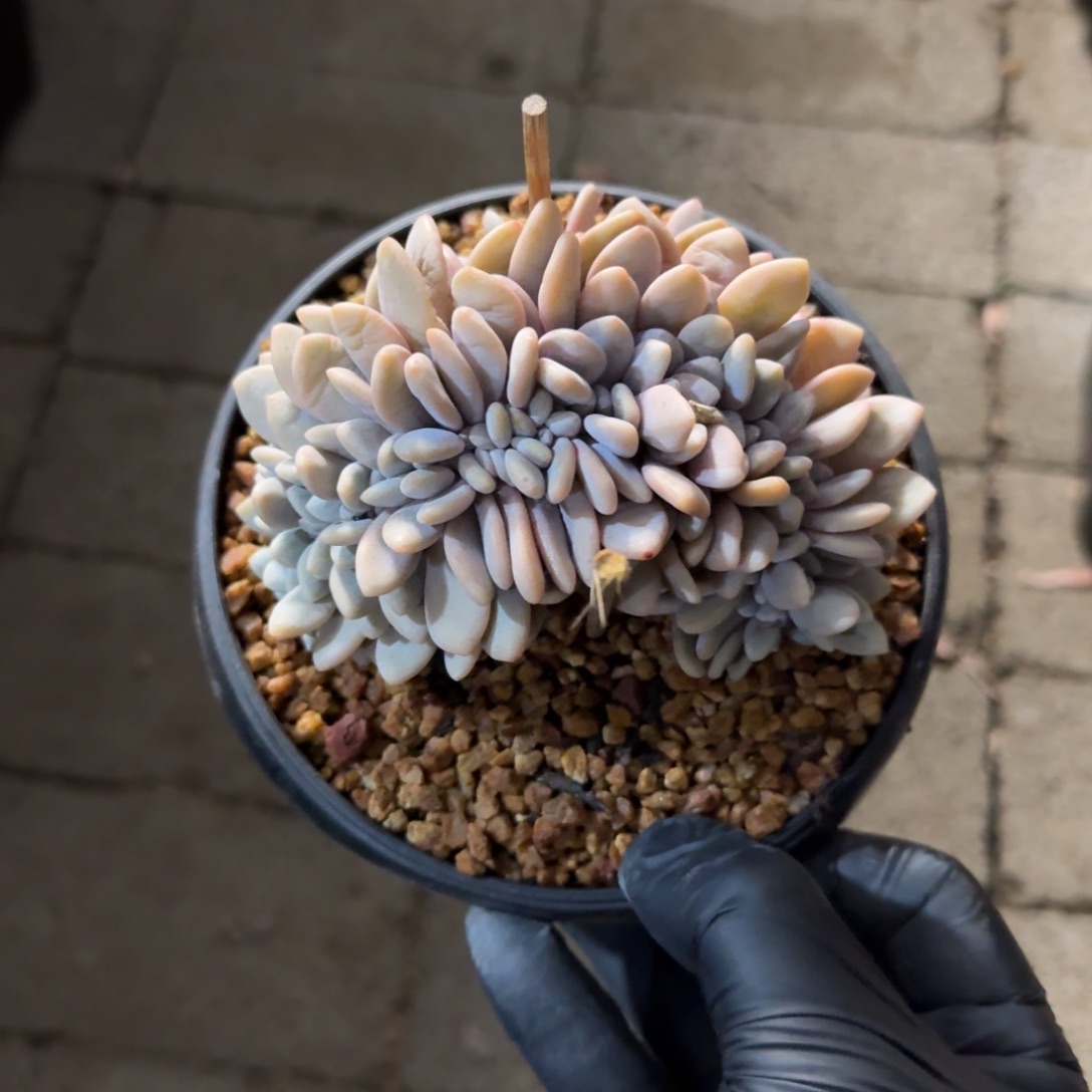 粉兔缀11111111111111111111