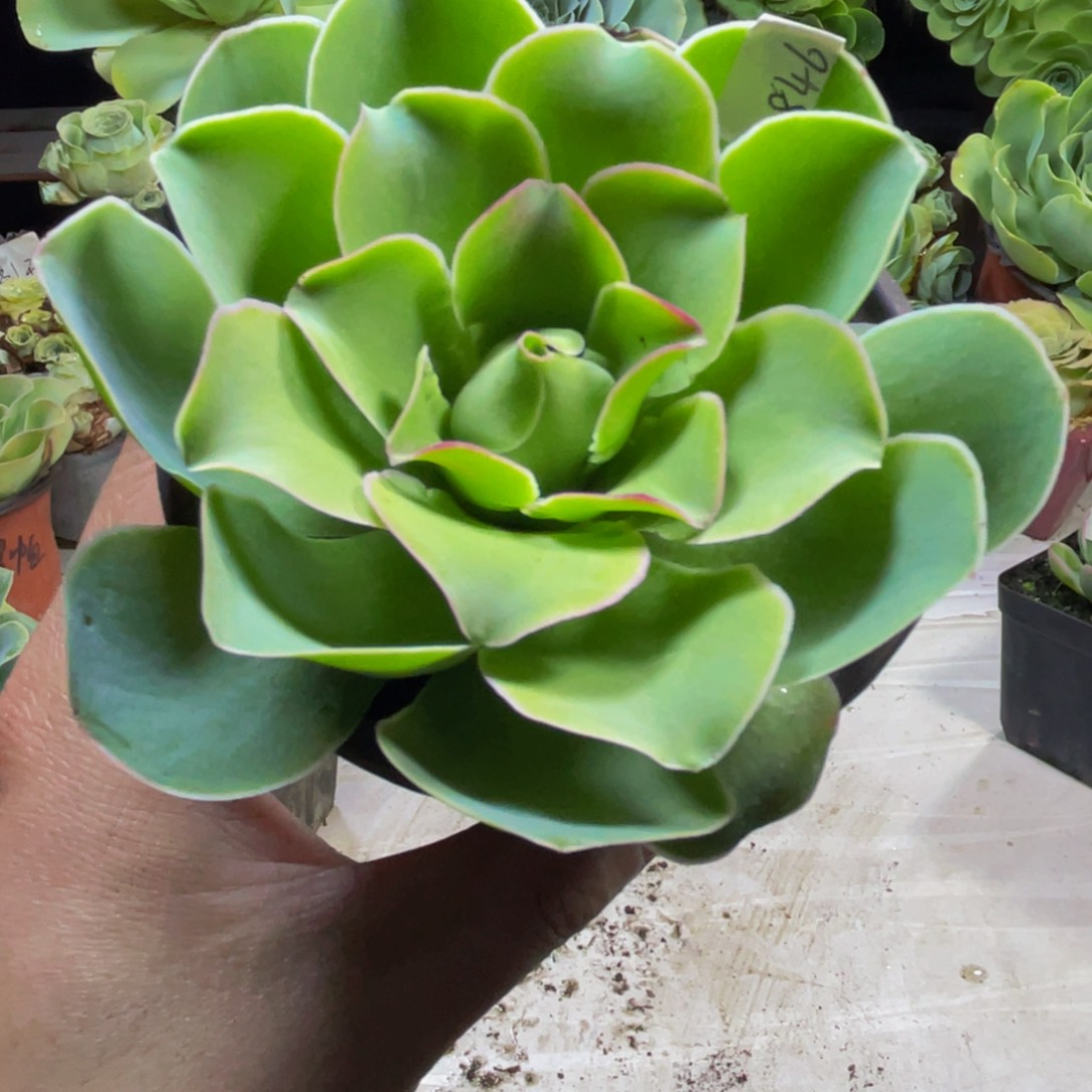 雨丝846多肉植物花卉