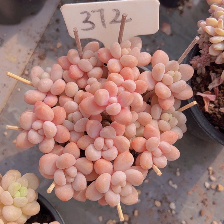 健健康康平平安安